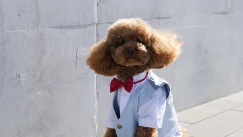A Dapper Poodle dressed in a very stylish outfit featuring a charming bow tie Stock Footage 307853257