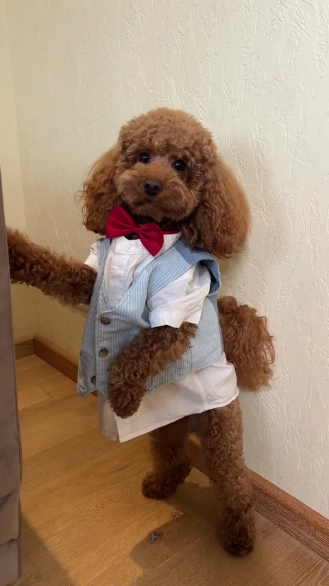 A Dapper Poodle Elegantly Dressed in Formal Attire and Accessories for Special Stock Footage 312320623