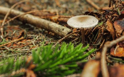 Dapperling mushroom on forest floor with tree needles 写真素材