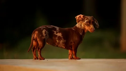 Dapple Dachshund with Floppy Ear - Look Right then Walk to Camera Golden Hour Stock Footage 128393881