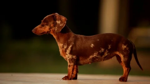 Dapple Dachshund with Floppy Ear Looking Back then Left then turns Right Stock-Footage 128393725