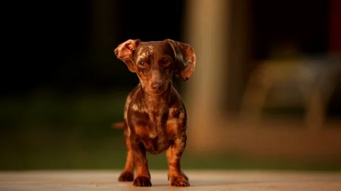 Dapple Dachshund - Looking at Camera Happy Tail Floppy Ear Stock Footage 128393460