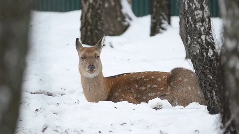 Dapple deer resting on a snow. Stock Footage 69915971