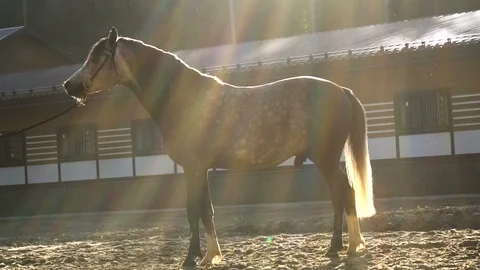 Dapple gray arab stallion in sunset Stock Footage 110380614