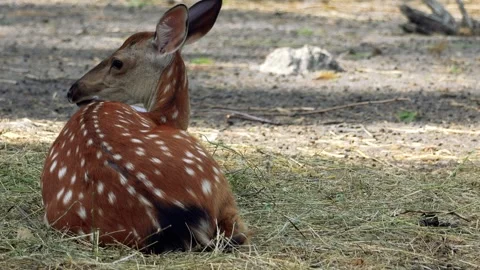 Dappled deer Stock Footage 280297938