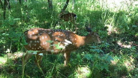 Dappled Deer in Nature Summer Day Stock Footage 161813066