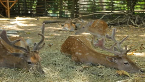Dappled deer resting in shadow Stock Footage 96219876