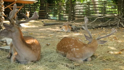 Dappled deer resting in shadow Stock Footage 96219929