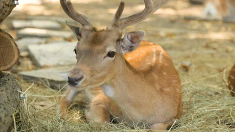 Dappled deer resting in shadow Видео 96219951
