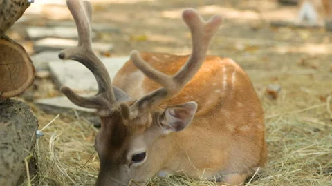 Dappled deer resting in shadow Video stock 96220009