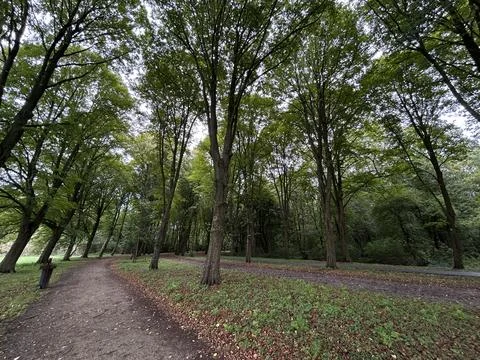 Dappled forest path walking trail through Amsterdamse Bos with tall trees Stock Photos