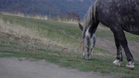 A Dappled gray Horse grazes on an open Meadow. Stock Footage 254037510