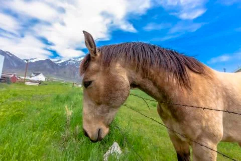 Dappled horse looking longingly at long grass Stock Photos