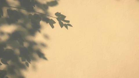 Dappled Leaf Shadows on Plaster Wall Late Sunlight Seamless Loop Video stock 347071672