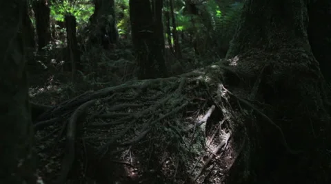Dappled light across Australian rainforest log Stock Footage 52590468