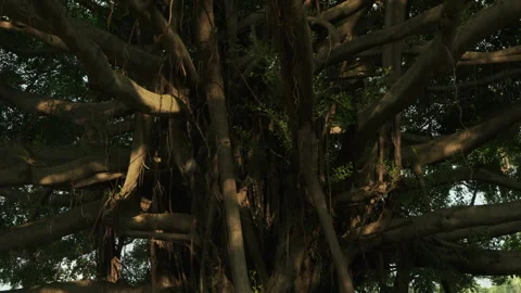 Dappled Light on Ancient Bark: Close-up of Old Tree Trunk in Afternoon Park Vidéo 319401985