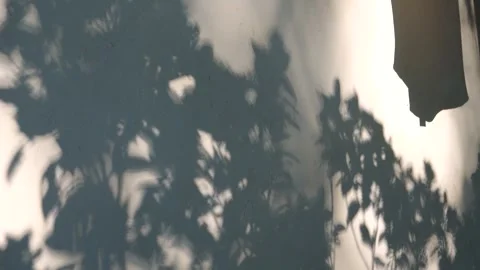 Dappled Light and Shadow Patterns on a White Wall Evoking Peaceful Atmosphere Stock Footage 341912200