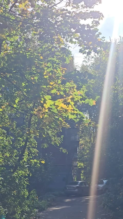 Dappled light dances across asphalt Stock-Footage 347672763