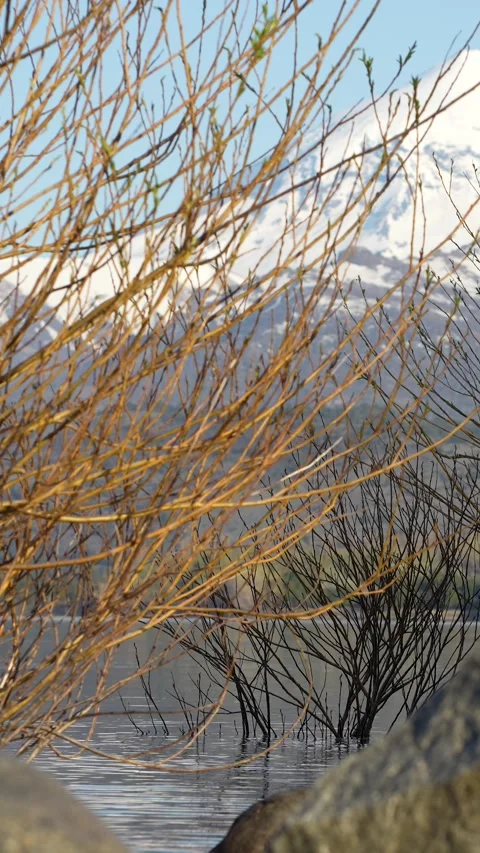 Dappled light effect is projected on the bushes. Behind a mountain landscape Stock Footage 289688710