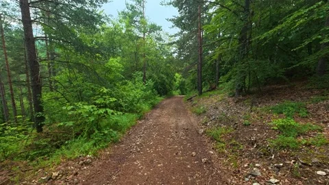 Dappled light filters through dense green canopy. Kozji Kamen area, Serbia 스톡 동영상 341876639