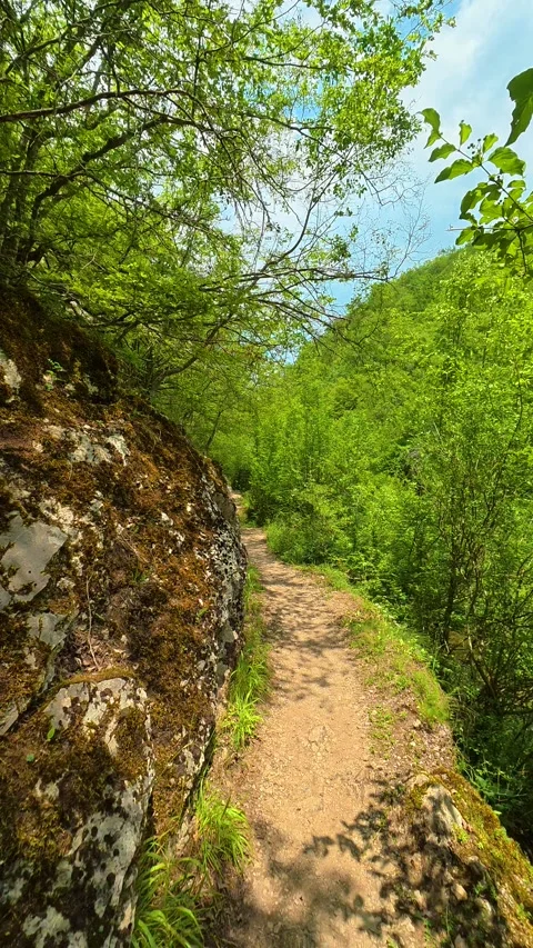 Dappled light filters through dense. Gradasnica River Canyon, Vertical Vídeo Stock 341965303