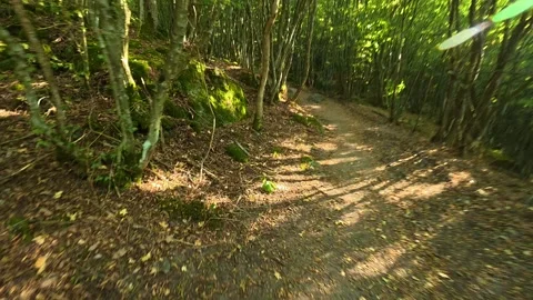 Dappled light filters through dense forest canopy. Boracki krs Serbia Stock Footage 345003734