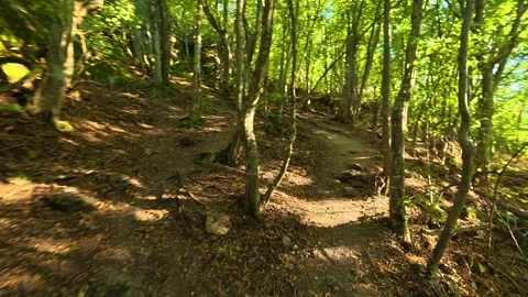 Dappled light filters through dense green canopy. Boracki krs Serbia 動画素材 345004091