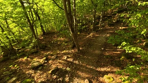 Dappled light filters through dense, green canopy. Boracki krs Serbia 動画素材 345005321