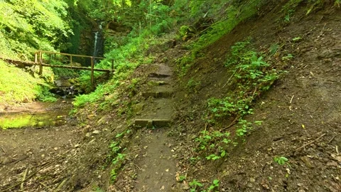 Dappled light filters through lush green canopy above. Balkans, Serbia. Stock Footage 336893027
