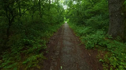 Dappled light filters through lush canopy. Sumarice, Kragujevac Stock Footage 340900259