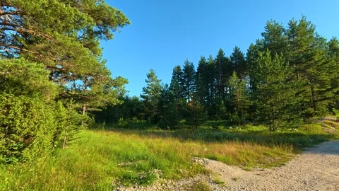 Dappled light filters through pine branches. Durmitor, Montenegro 库存影片 342980503