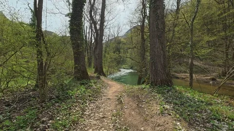 Dappled light filters through tall, leafy trees. Mount Ozren, Serbia Vidéo 332728392