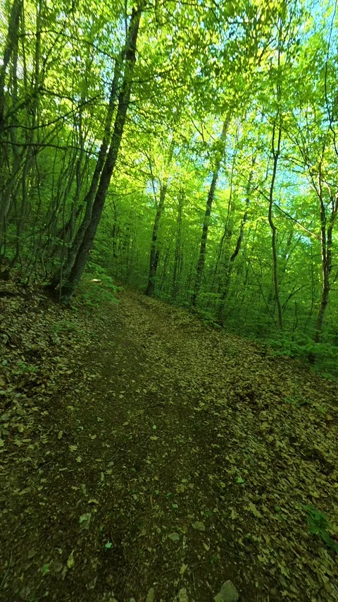 Dappled light filters through tall. Ovcar Kablar Gorge, Serbia. Vertical 스톡 동영상 334227139