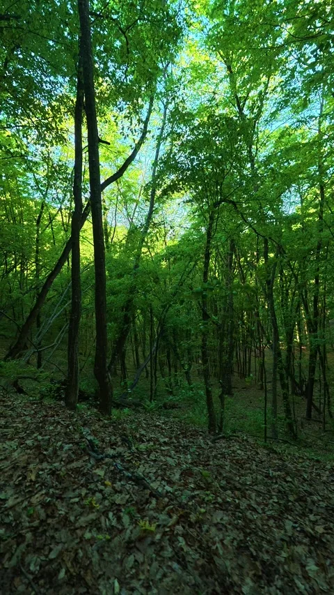 Dappled light filters through tall. Ovcar Kablar Gorge, Serbia. Vertical Vidéo 334227453