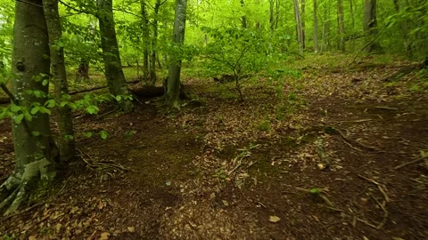 Dappled light filters through tall green trees. Grza River Spring, Serbia Видео 334466914