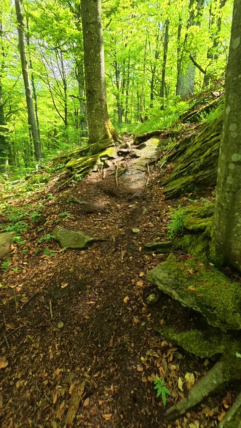 Dappled light filters through tall. Jastrebac Mountain, Serbia. Vertical Stock Footage 336109177