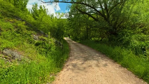 Dappled light filters through tall green trees. Vrmdza Lake hike. Serbia Stock Footage 338023272
