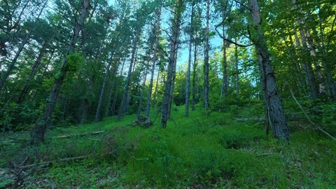 Dappled light filters through tall green pines. Kozji Kamen hiking path, Serbia Stockbeeldmateriaal 342342259