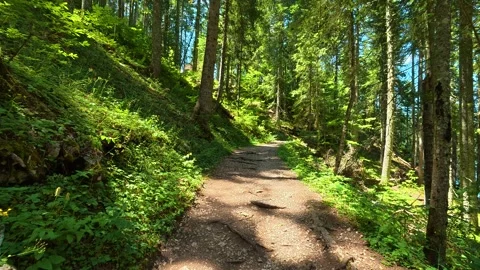 Dappled light filters through tall, emerald trees. Black Lake, Montenegro Stockbeeldmateriaal 342971298