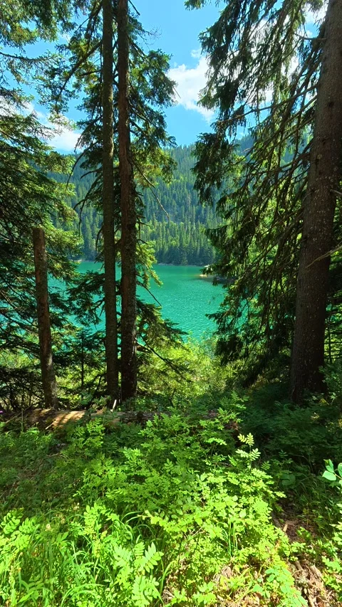 Dappled light filters through tall pine trees. Black Lake Montenegro, Vertical Stock Footage 343572510