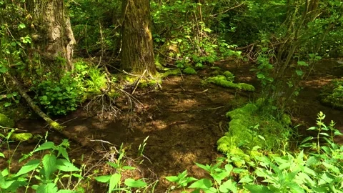 Dappled light filters through thick tree canopy. Vrmdza Lake hike. Serbia Vídeos de archivo 338023841
