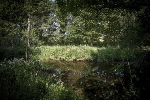 Dappled light filters through thick forest canopy Stock Photos