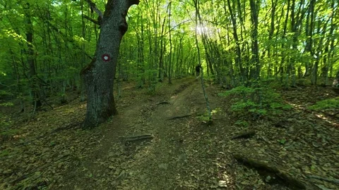 Dappled light filters through towering green trees. Ovcar Kalbar Gorge, Serbia Vidéo 333844299