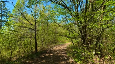 Dappled light filters through vibrant spring trees. Balkan, Eastern Europe, POV Видео 333842908
