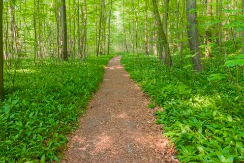 Dappled light on a footpath in a beech tree forest in springtime in Bad Stock Photos