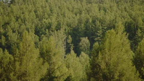 In the dappled light of the forest Stock Footage 280193488