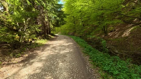 Dappled light spills across a quiet forest trail. Near Tupavica Waterfall 库存影片 335531891