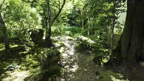 Dappled Light in Sunlit Woods Stock Footage 336935411