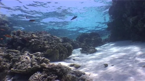 Dappled Light on Vibrant Reefs Stock Footage 300162675