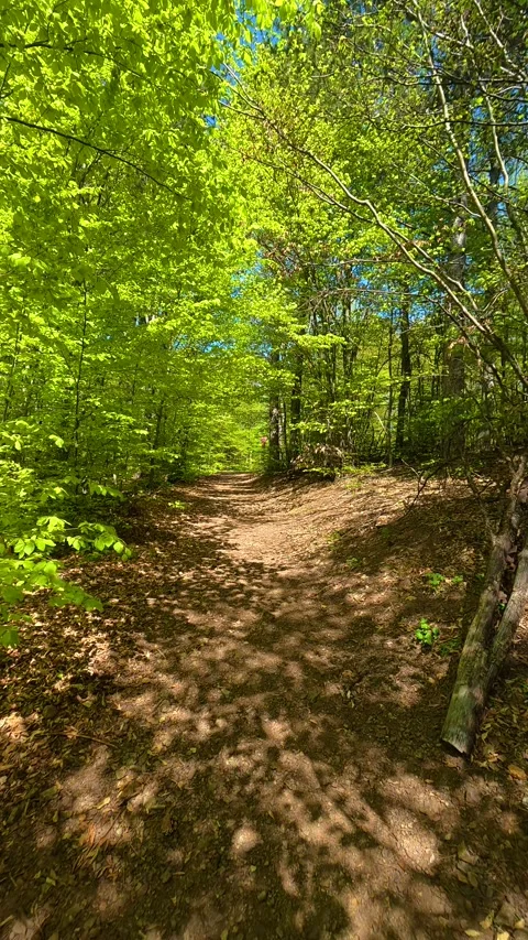 Dappled shadows fall on soft, earthy path. Ovcar Kablar Gorge, Serbia. Vertical Видео 334223756